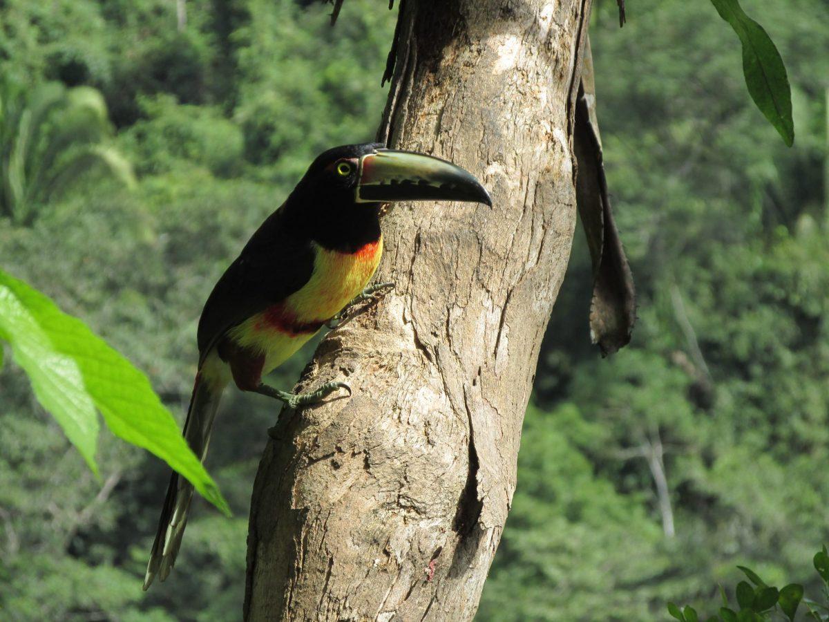 A toucan perches on a tree in the Mayan Mountains of Belize.