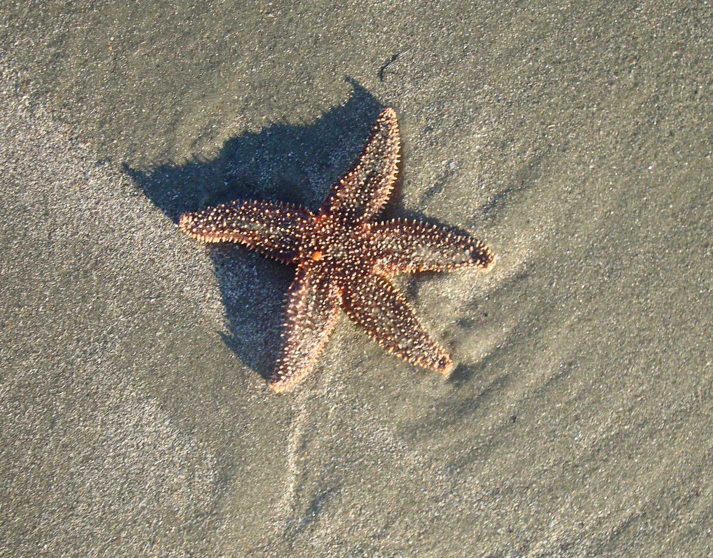 One of many shriveled sea stars that inspired this poem. This poem is also based on true events during the winter holidays.