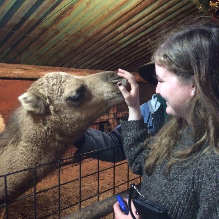 Wednesday, an affectionate six-month old camel at Hollywild, kisses Elaine Best’s hand.