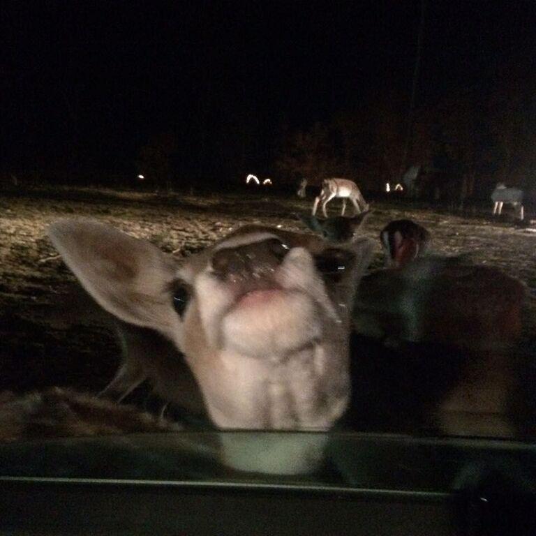 An eager deer from the Enchanted Deer Forrest waits for a scrumptious cracker.