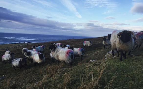 These iconic, inquisitive and bus-swarming sheep are just one of the many reasons you should go ahead and reserve at least one Interim for a trip to Ireland. Pro tip: don’t chase the sheep because they would much rather follow you around. Everybody wins that way.