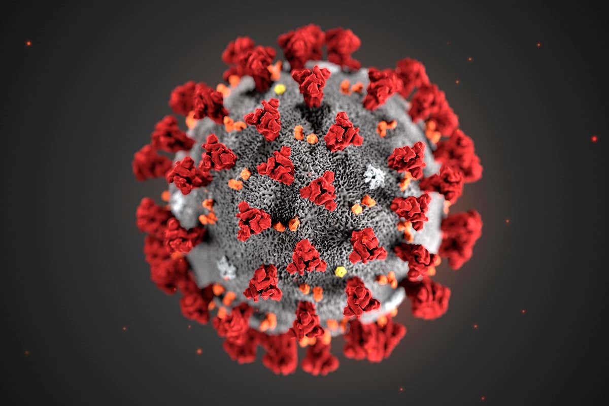 Illustration of the the Covid-19 virus
CDC/SCIENCE PHOTO LIBRARY